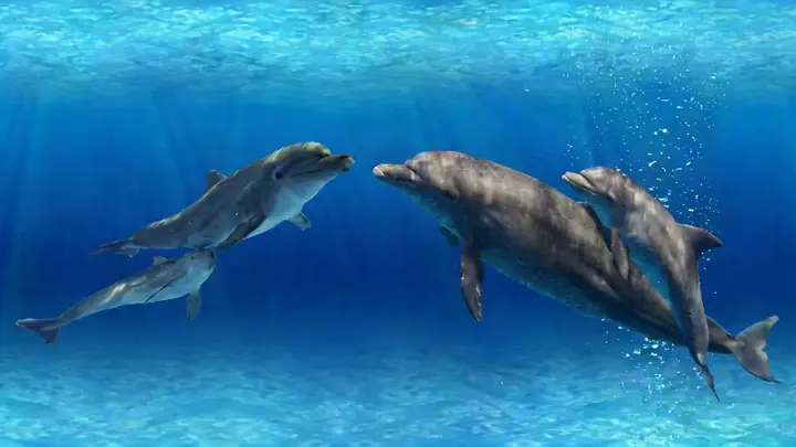 Dolphin Sunset Transition